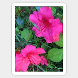 Azaleas Sticker